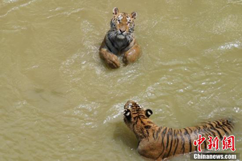 猛暑到來、動物たちも暑気払い　無錫