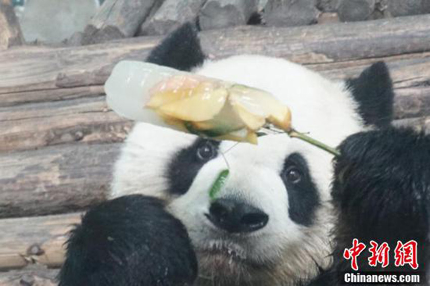 猛暑到來(lái)、動(dòng)物たちも暑気払い　無(wú)錫