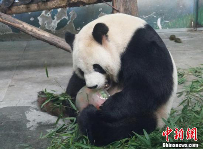 猛暑到來、動物たちも暑気払い　無錫