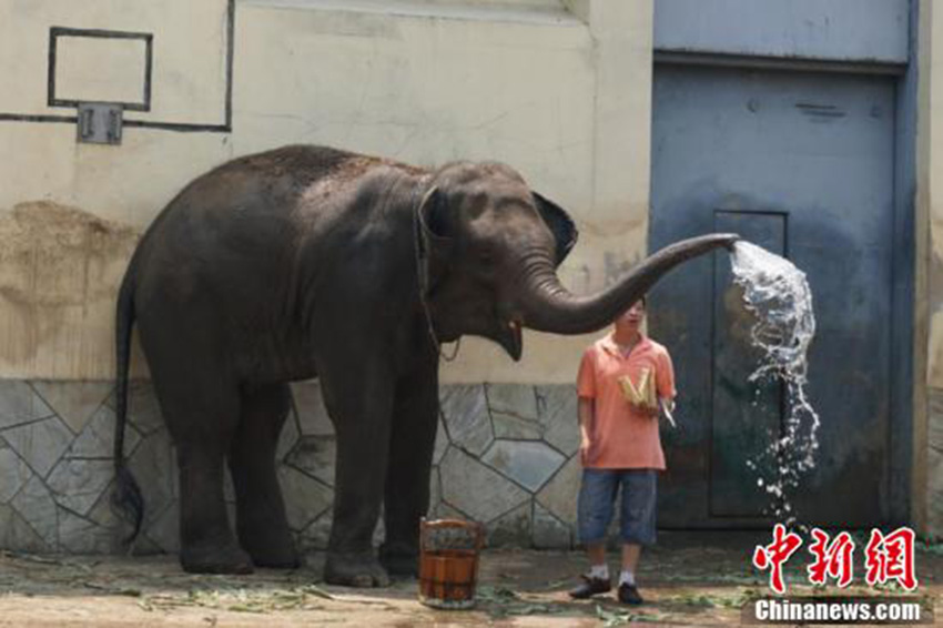 猛暑到來(lái)、動(dòng)物たちも暑気払い　無(wú)錫