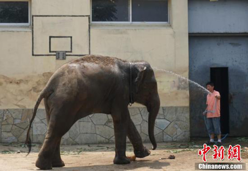 猛暑到來、動物たちも暑気払い　無錫