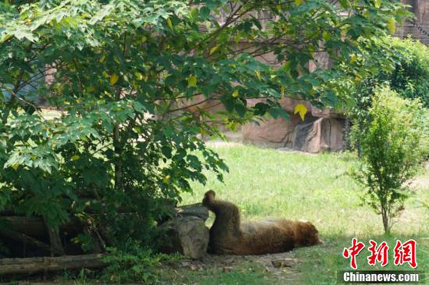 猛暑到來、動(dòng)物たちも暑気払い　無(wú)錫