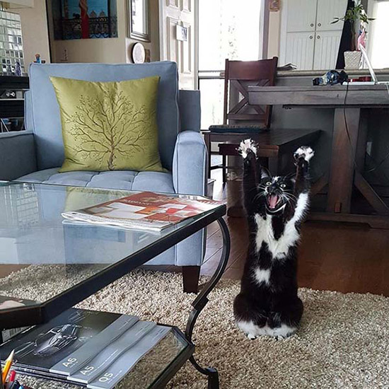 前足をあげてバンザイポーズをとる貓登場！