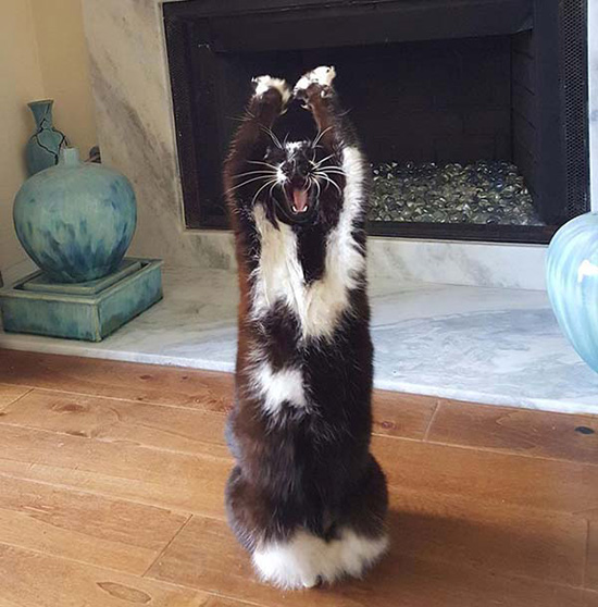 前足をあげてバンザイポーズをとる貓登場(chǎng)！