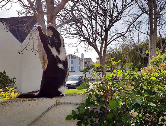 前足をあげてバンザイポーズをとる貓登場！