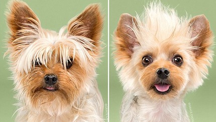 ワンちゃんがトリミングで大変身！