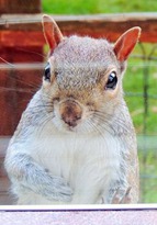 助けて！キツネに追われ助けを求めるリスの寫真が話題に