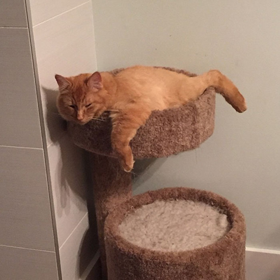 もうこれ以上は無理かも！？仲睦まじく眠る2匹のネコ