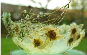 花や果物を氷の中に！夏にぴったりな涼しげレシピ