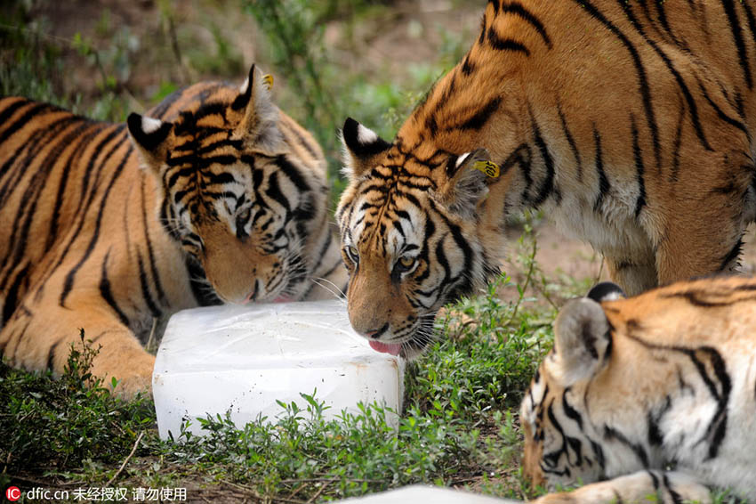 もう手放せない！氷を抱えたシベリアトラ　遼寧省