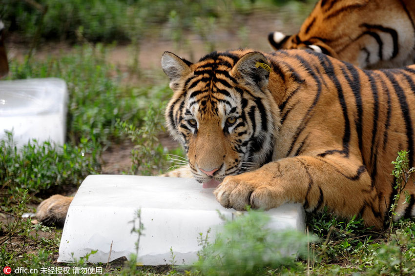 もう手放せない！氷を抱えたシベリアトラ　遼寧省