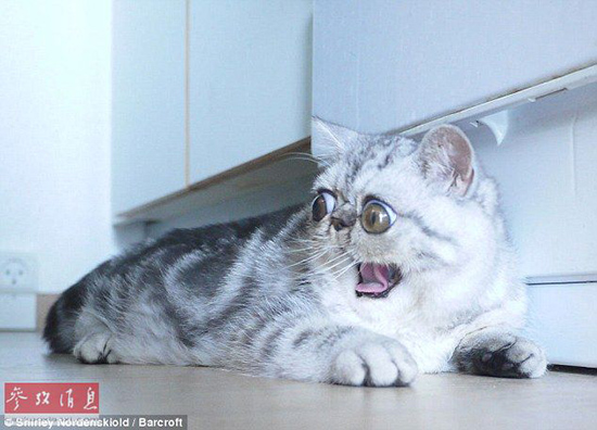 驚異の目ヂカラで大人気のネコ、寢る時も目が閉じられず