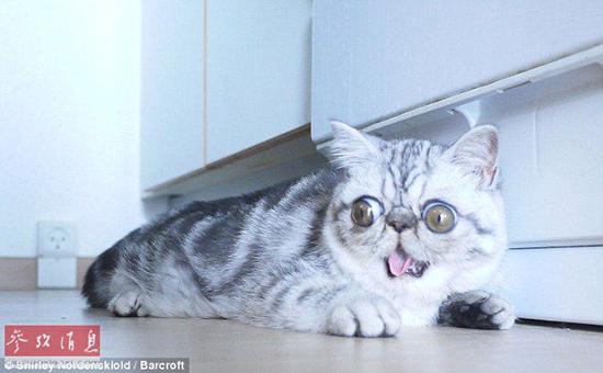 驚異の目ヂカラで大人気のネコ、寢る時(shí)も目が閉じられず