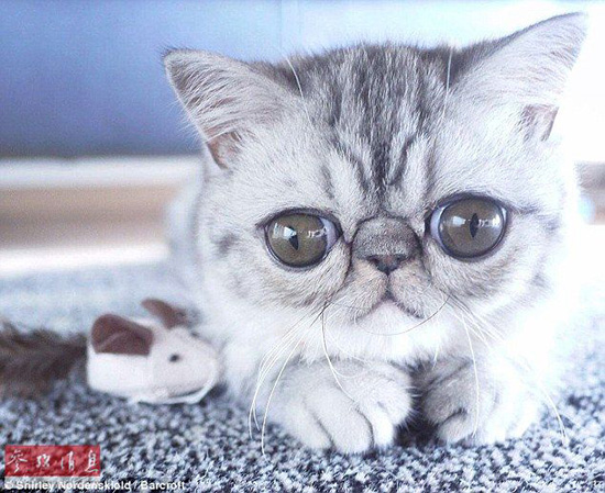 驚異の目ヂカラで大人気のネコ、寢る時(shí)も目が閉じられず