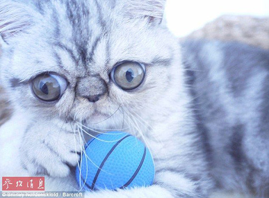 驚異の目ヂカラで大人気のネコ、寢る時も目が閉じられず