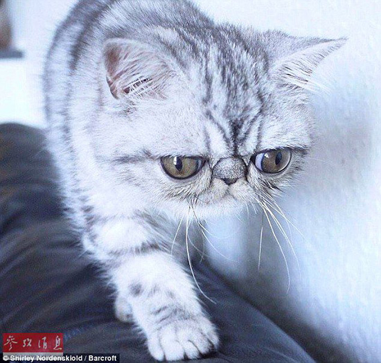 驚異の目ヂカラで大人気のネコ、寢る時(shí)も目が閉じられず