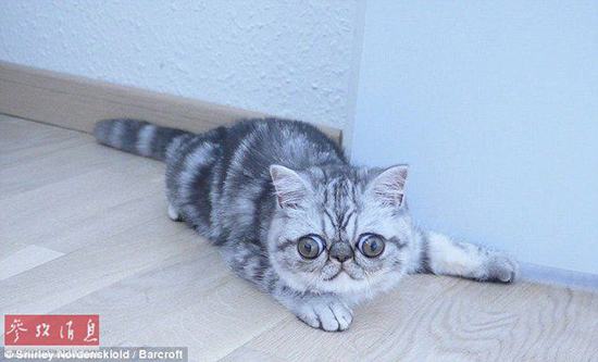 驚異の目ヂカラで大人気のネコ、寢る時も目が閉じられず