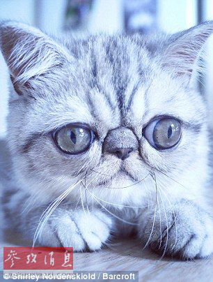 驚異の目ヂカラで大人気のネコ、寢る時も目が閉じられず