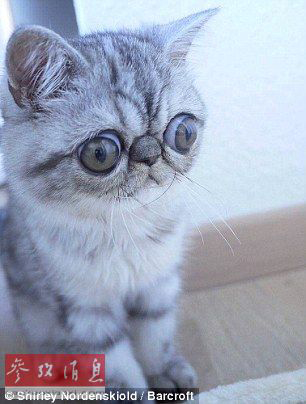 驚異の目ヂカラで大人気のネコ、寢る時も目が閉じられず