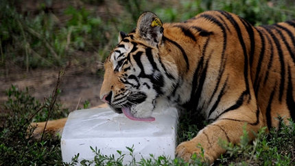 もう手放せない！氷を抱えたシベリアトラ　遼寧省