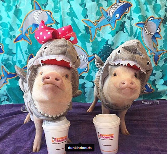 コブタ界のファッションリーダーはこのカップルに決まり！　米國