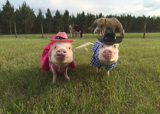 コブタ界のファッションリーダーはこのカップルに決まり！　米國(guó)