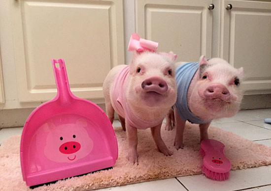 コブタ界のファッションリーダーはこのカップルに決まり！　米國