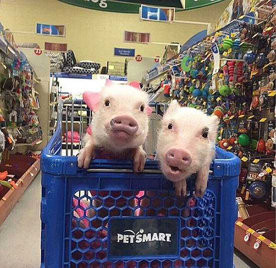 コブタ界のファッションリーダーはこのカップルに決まり！　米國