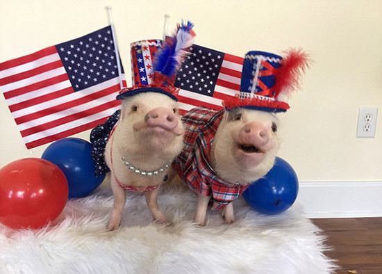 コブタ界のファッションリーダーはこのカップルに決まり！　米國