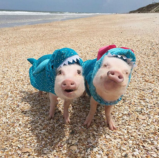 コブタ界のファッションリーダーはこのカップルに決まり！　米國