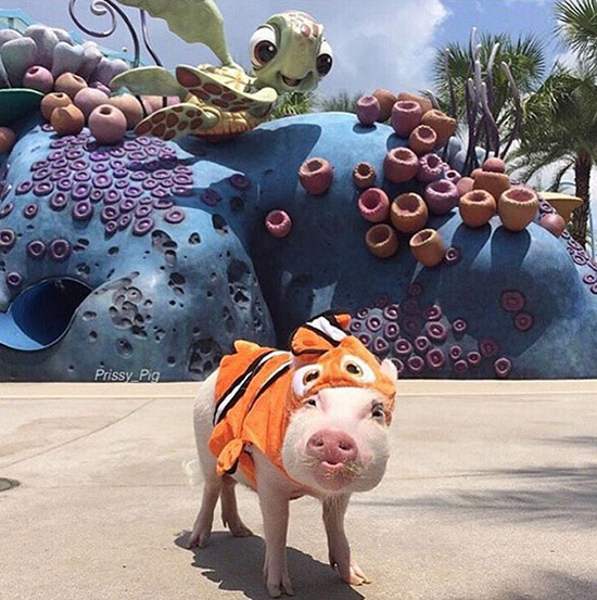 コブタ界のファッションリーダーはこのカップルに決まり！　米國