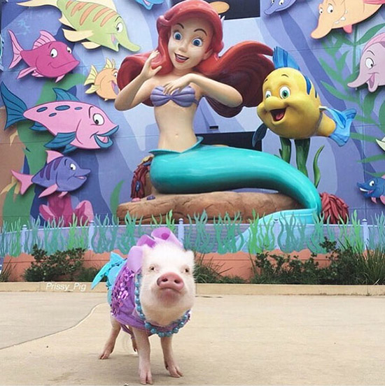 コブタ界のファッションリーダーはこのカップルに決まり！　米國(guó)