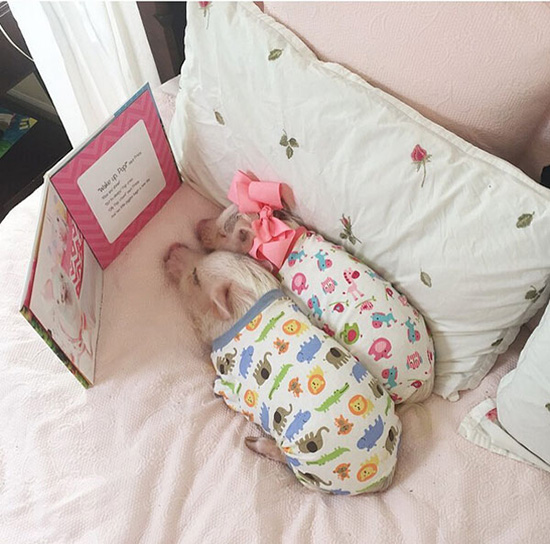 コブタ界のファッションリーダーはこのカップルに決まり！　米國