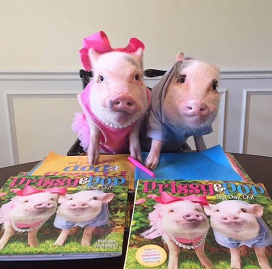 コブタ界のファッションリーダーはこのカップルに決まり！　米國