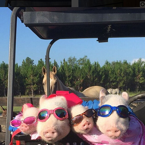 コブタ界のファッションリーダーはこのカップルに決まり！　米國