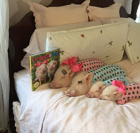 コブタ界のファッションリーダーはこのカップルに決まり！　米國