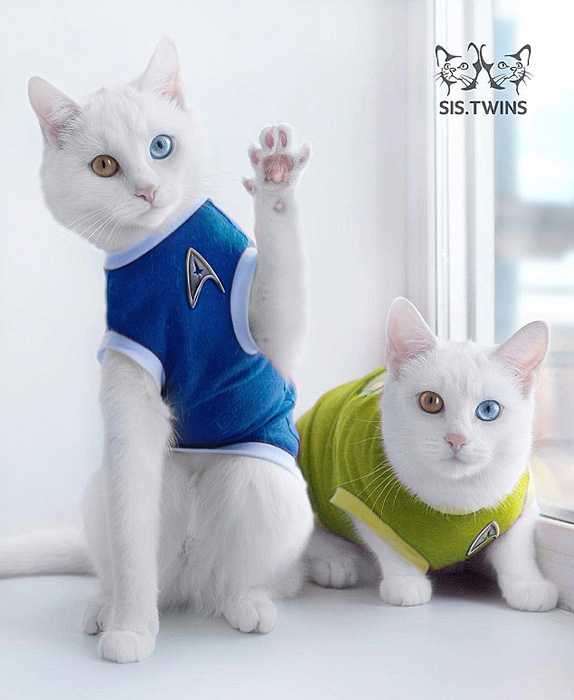 「オッドアイ」の雙子の白貓、SNSの人気者に