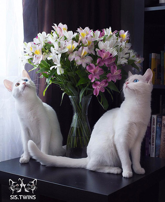 「オッドアイ」の雙子の白貓、SNSの人気者に