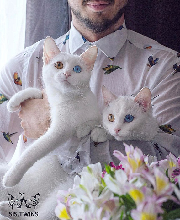 「オッドアイ」の雙子の白貓、SNSの人気者に