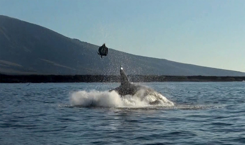 ウミガメを捕えたシャチ、食べる前に投げ飛ばして遊ぶ