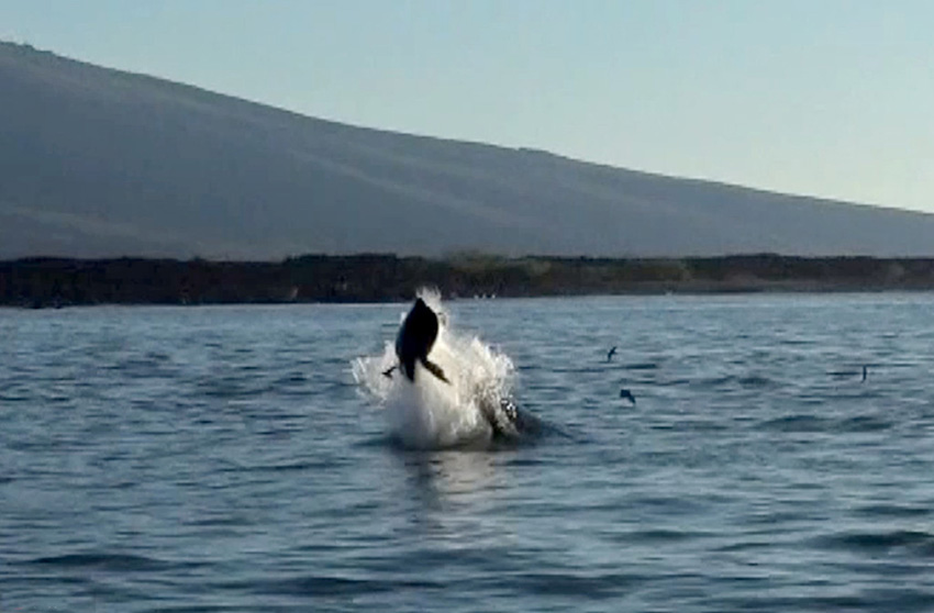 ウミガメを捕えたシャチ、食べる前に投げ飛ばして遊ぶ