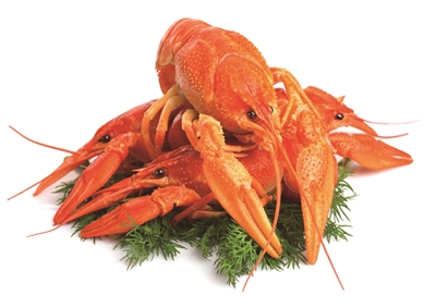 南京で初の「ザリガニ保険」が登場(chǎng)