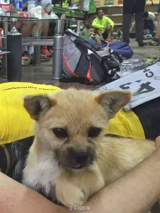 砂漠マラソンを共に走った野良犬　英國選手が探しに新疆へ