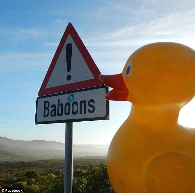 盜まれたラバーダック　世界旅行の末、無事帰宅　アメリカ