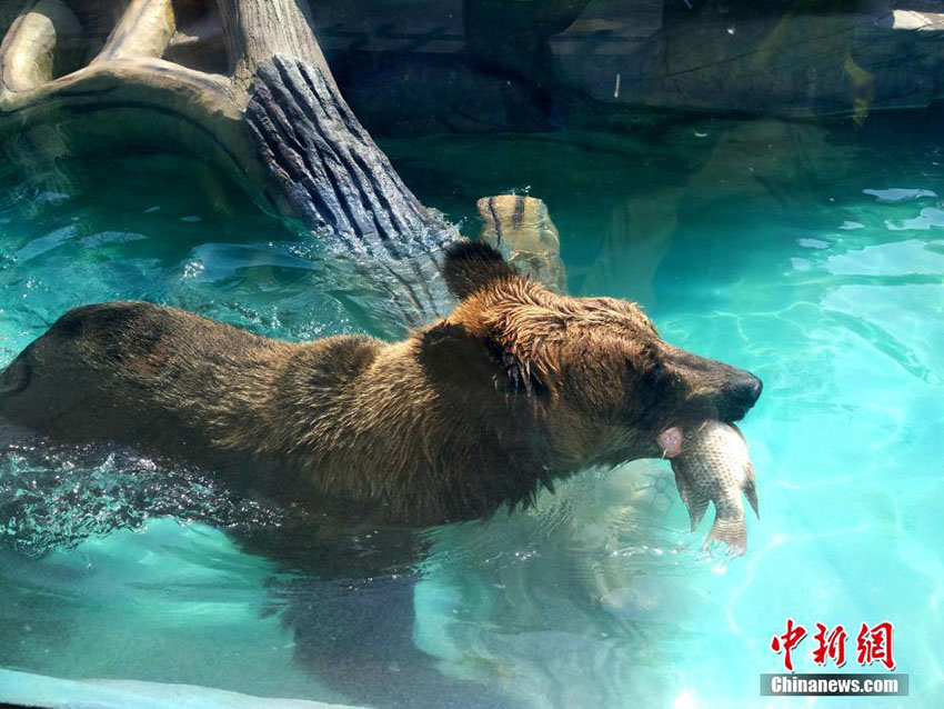 器用に魚をゲット、廈門のアラスカヒグマ