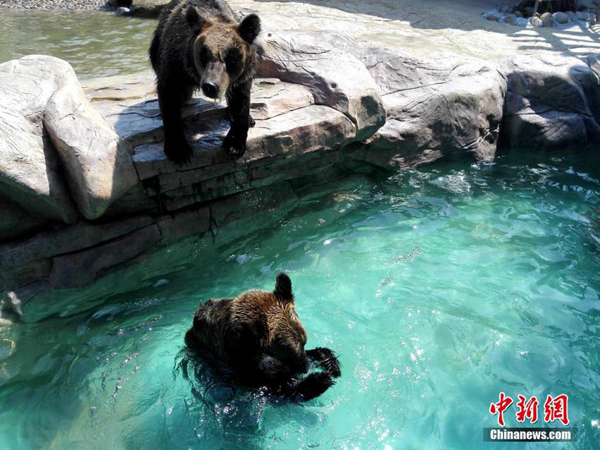 器用に魚(yú)をゲット、廈門のアラスカヒグマ