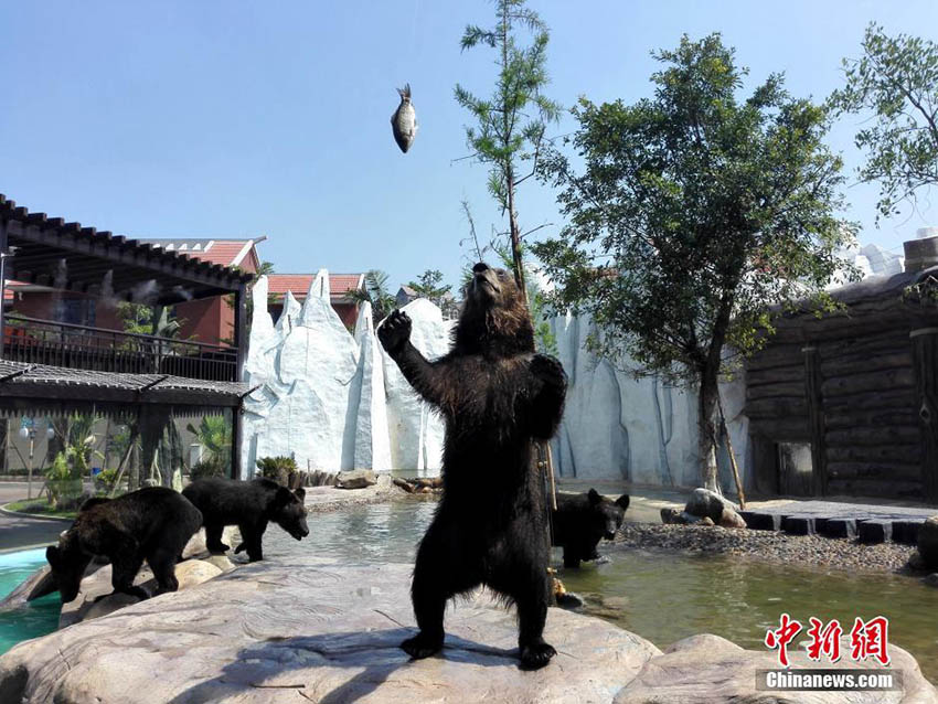 器用に魚をゲット、廈門のアラスカヒグマ