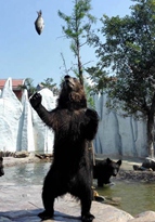 器用に魚をゲット、廈門のアラスカヒグマ