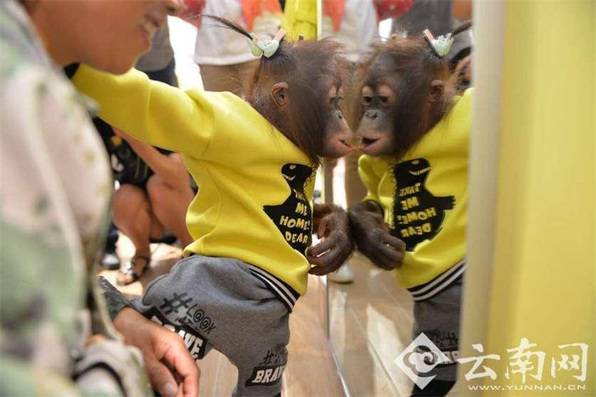 オランウータンがショッピング　イベントに備えおしゃれに変身