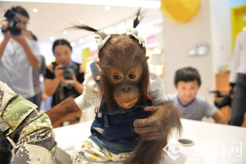 オランウータンがショッピング　イベントに備えおしゃれに変身